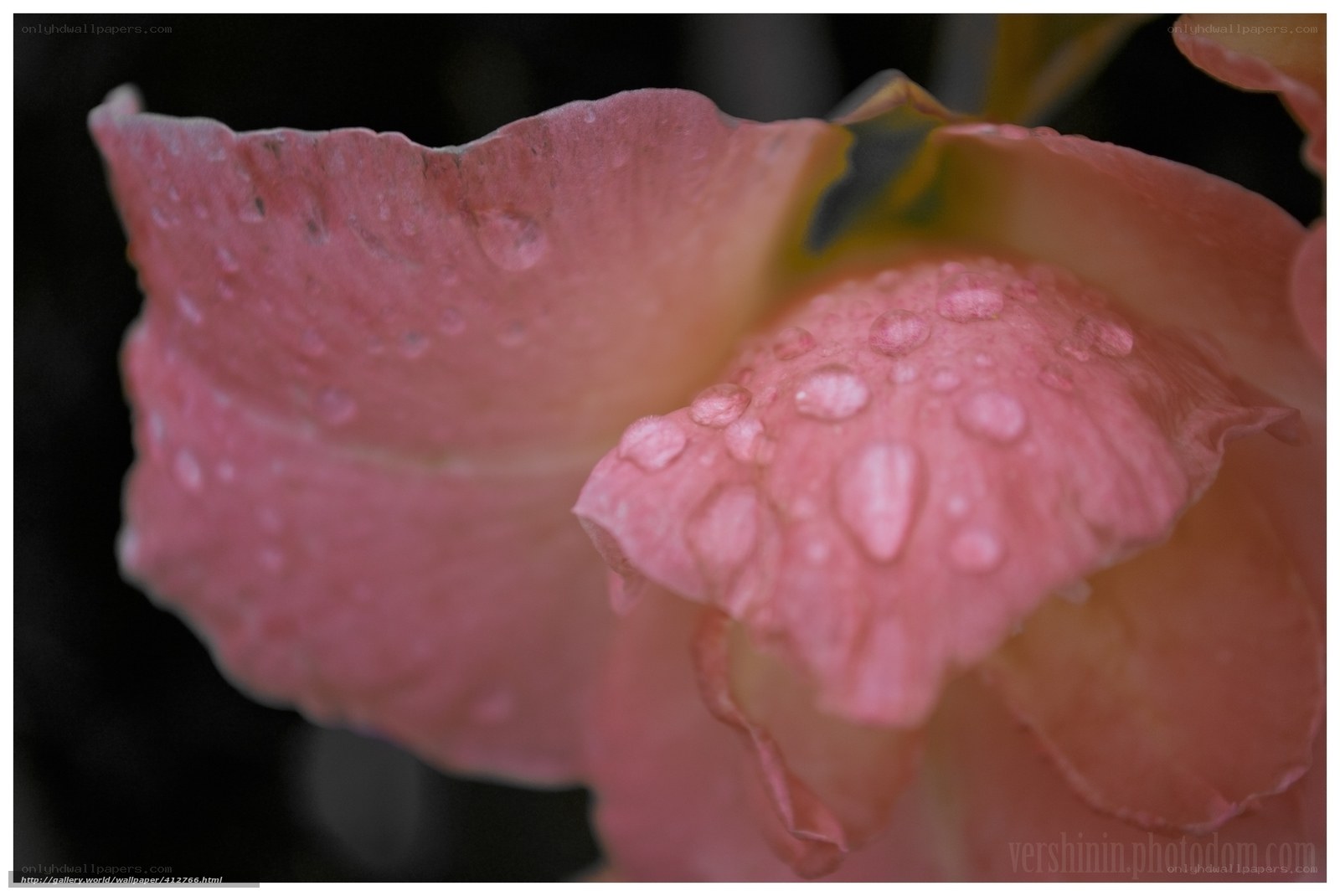 Pink rose with water droplets