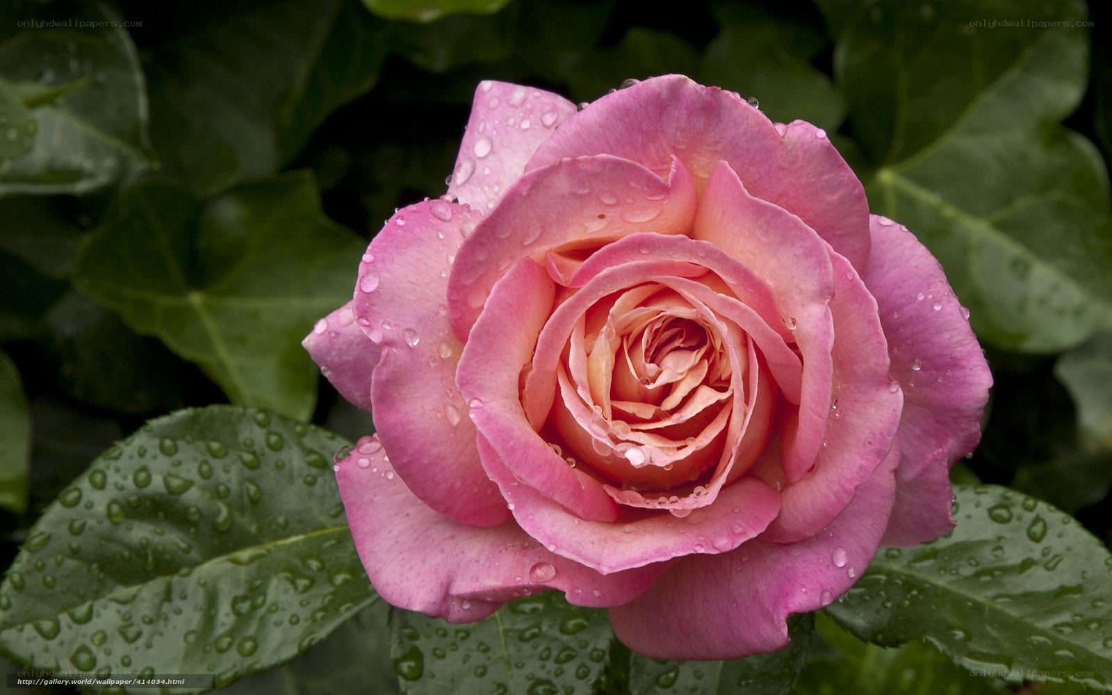 Pink rose with water droplets