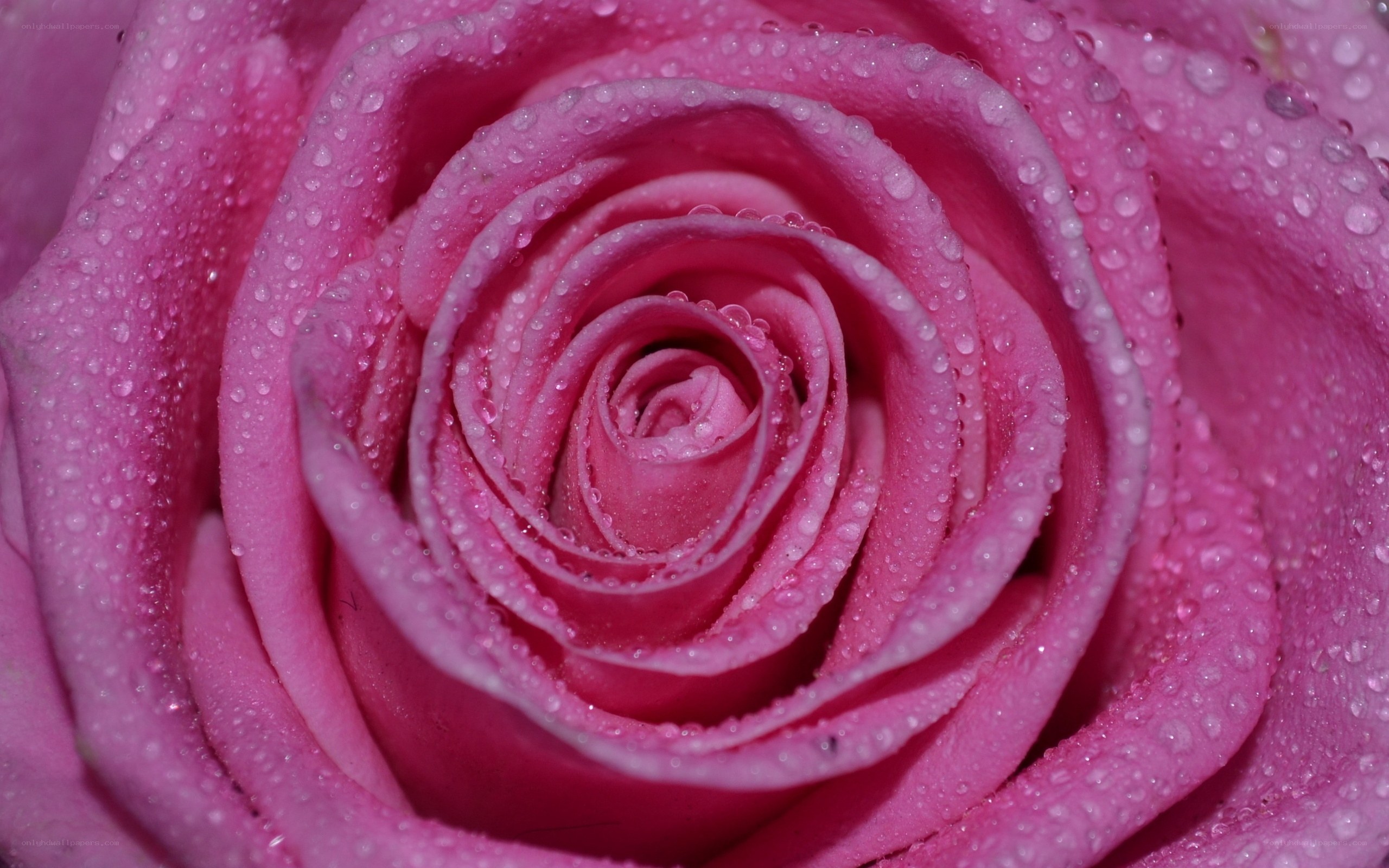 Pink rose with water droplets