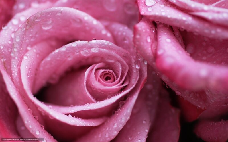 Pink rose with water droplets