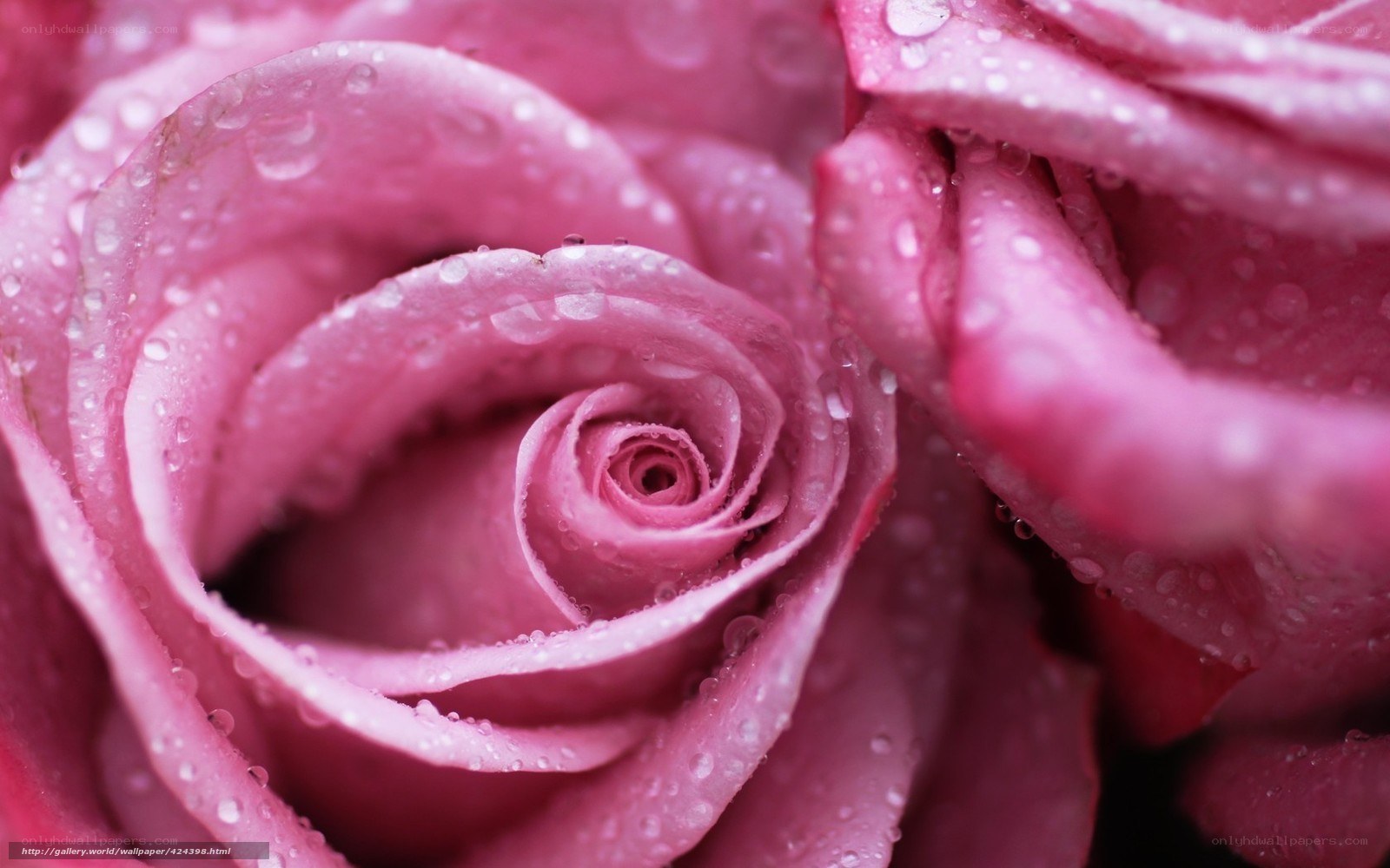 Pink rose with water droplets
