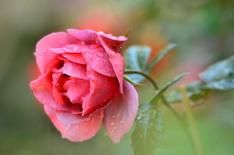 Pink rose with water droplets