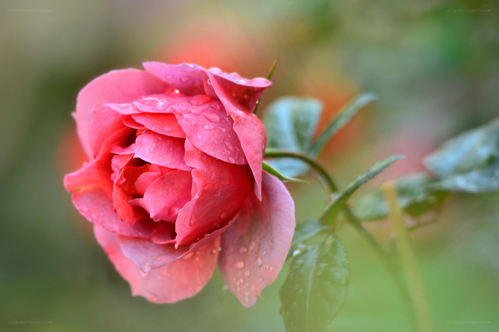 Pink rose with water droplets