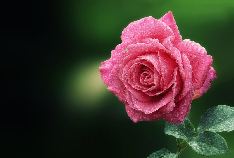Pink rose with water droplets