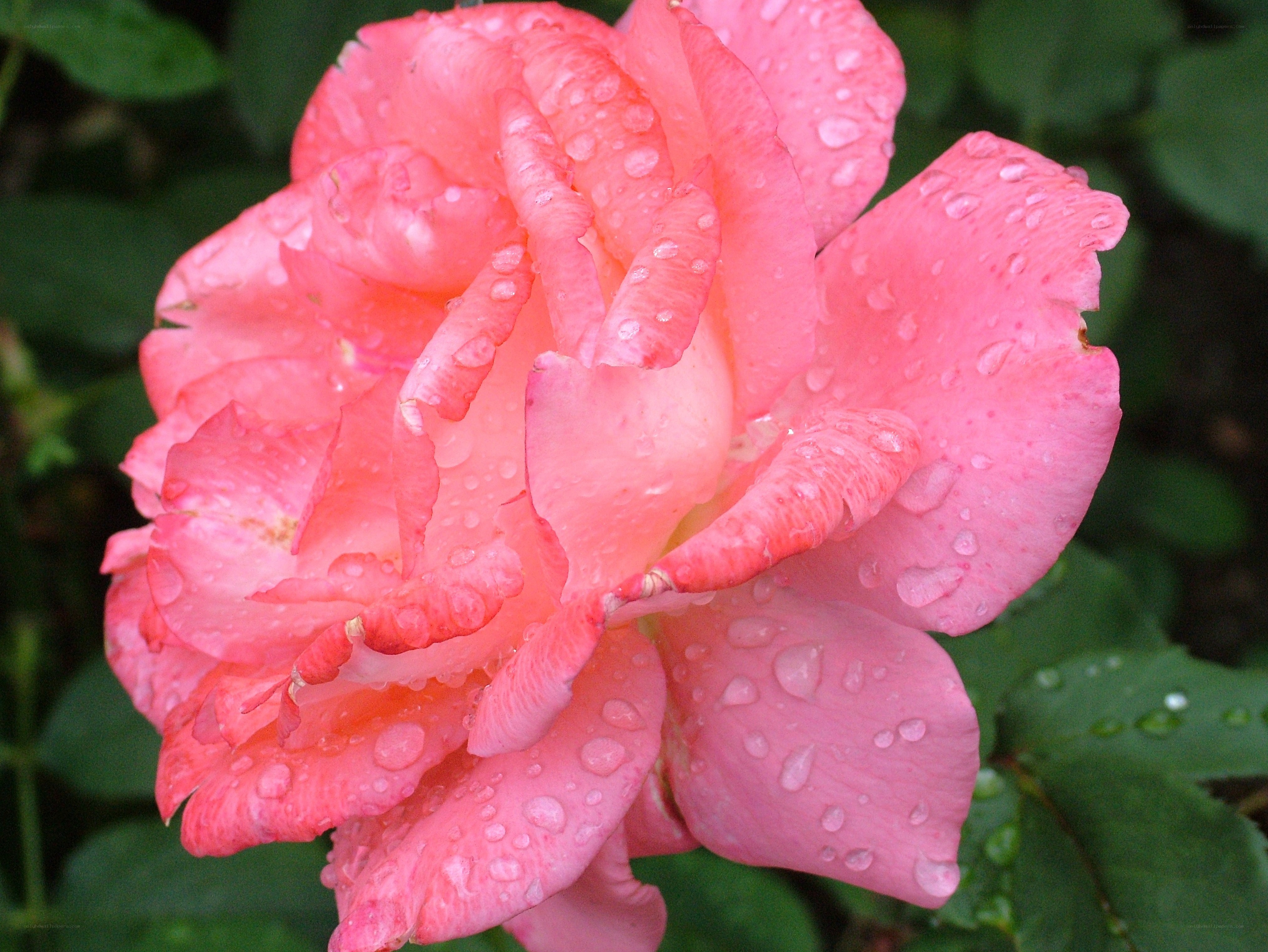 Pink rose with water droplets