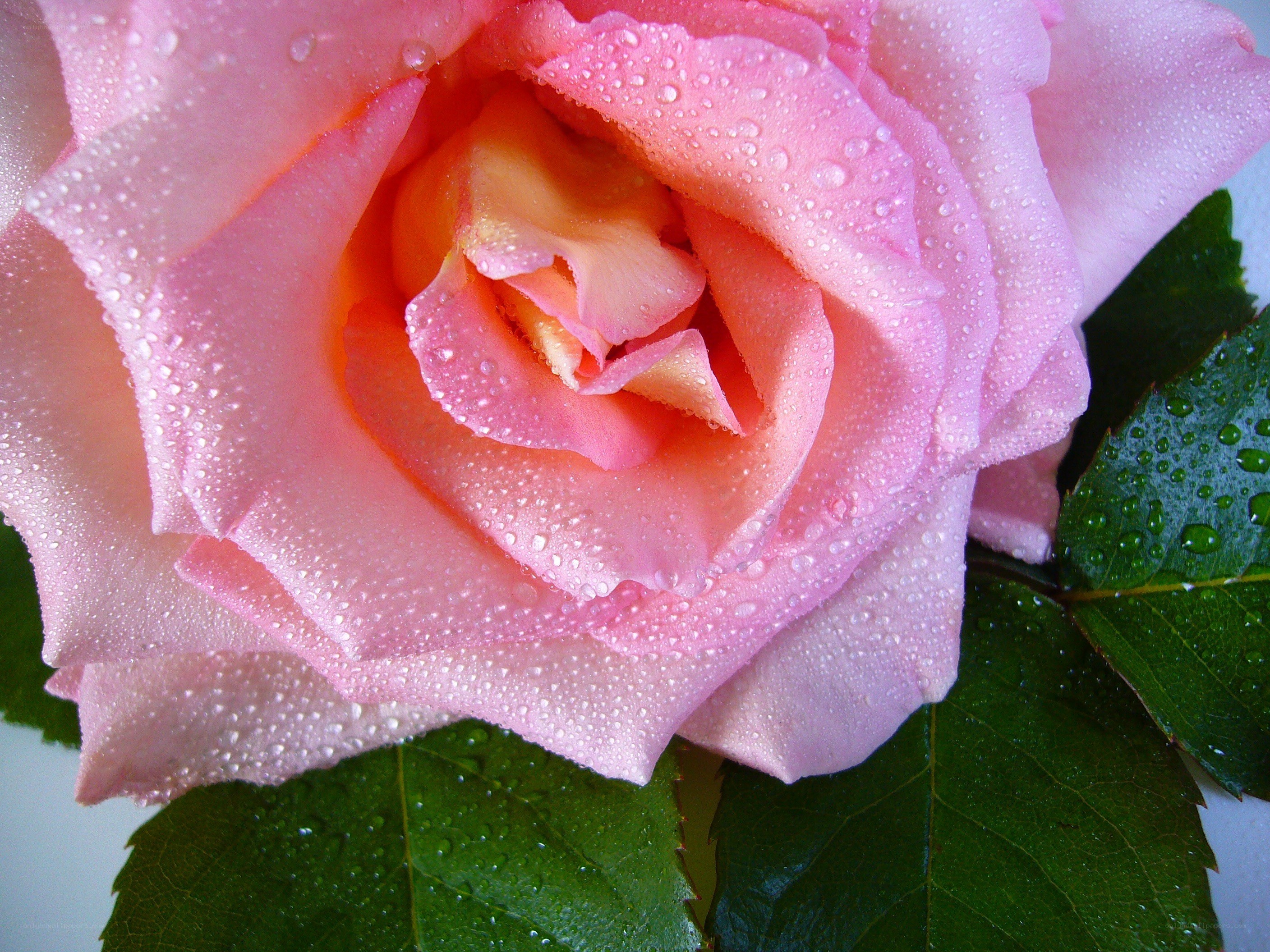 Pink rose with water droplets