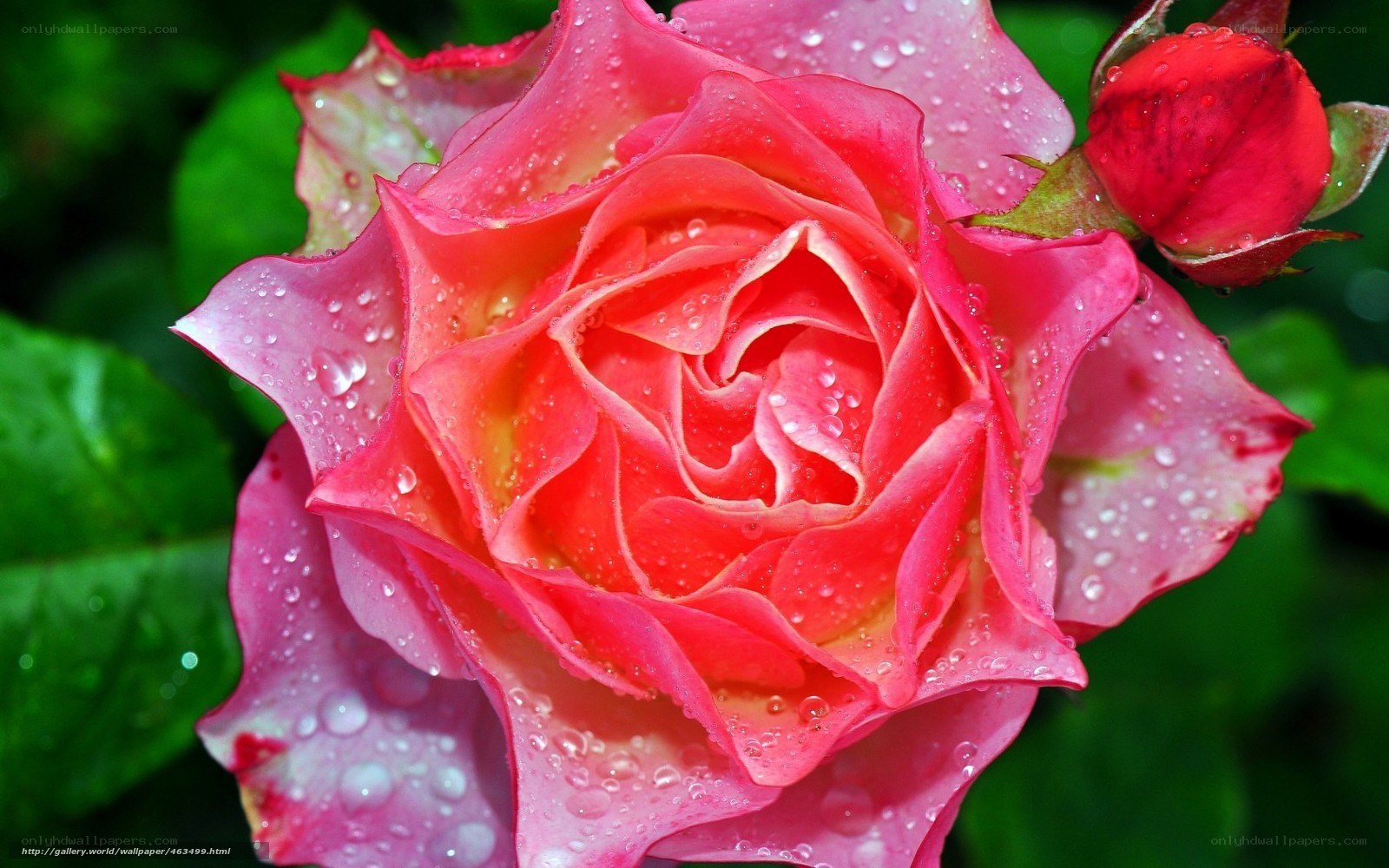 Pink rose with water droplets