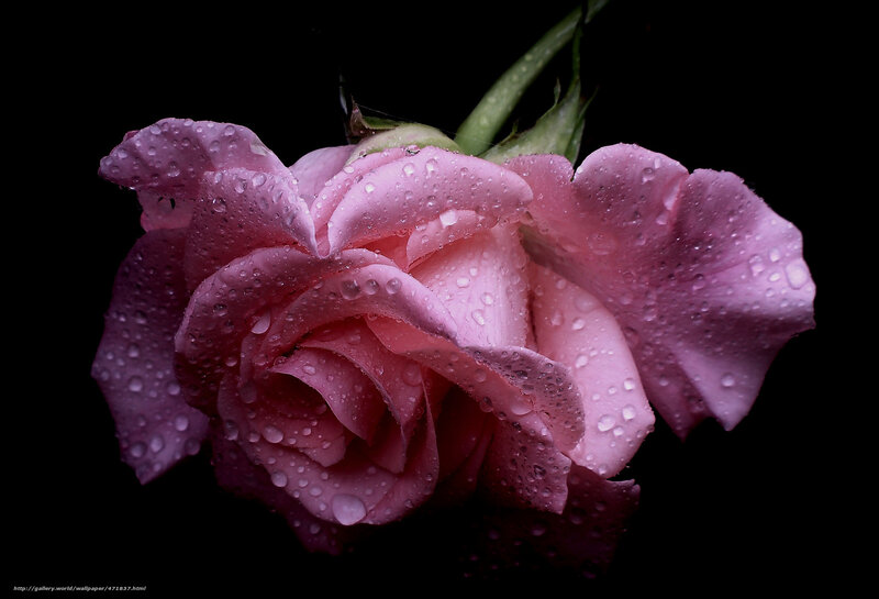 Pink rose with water droplets