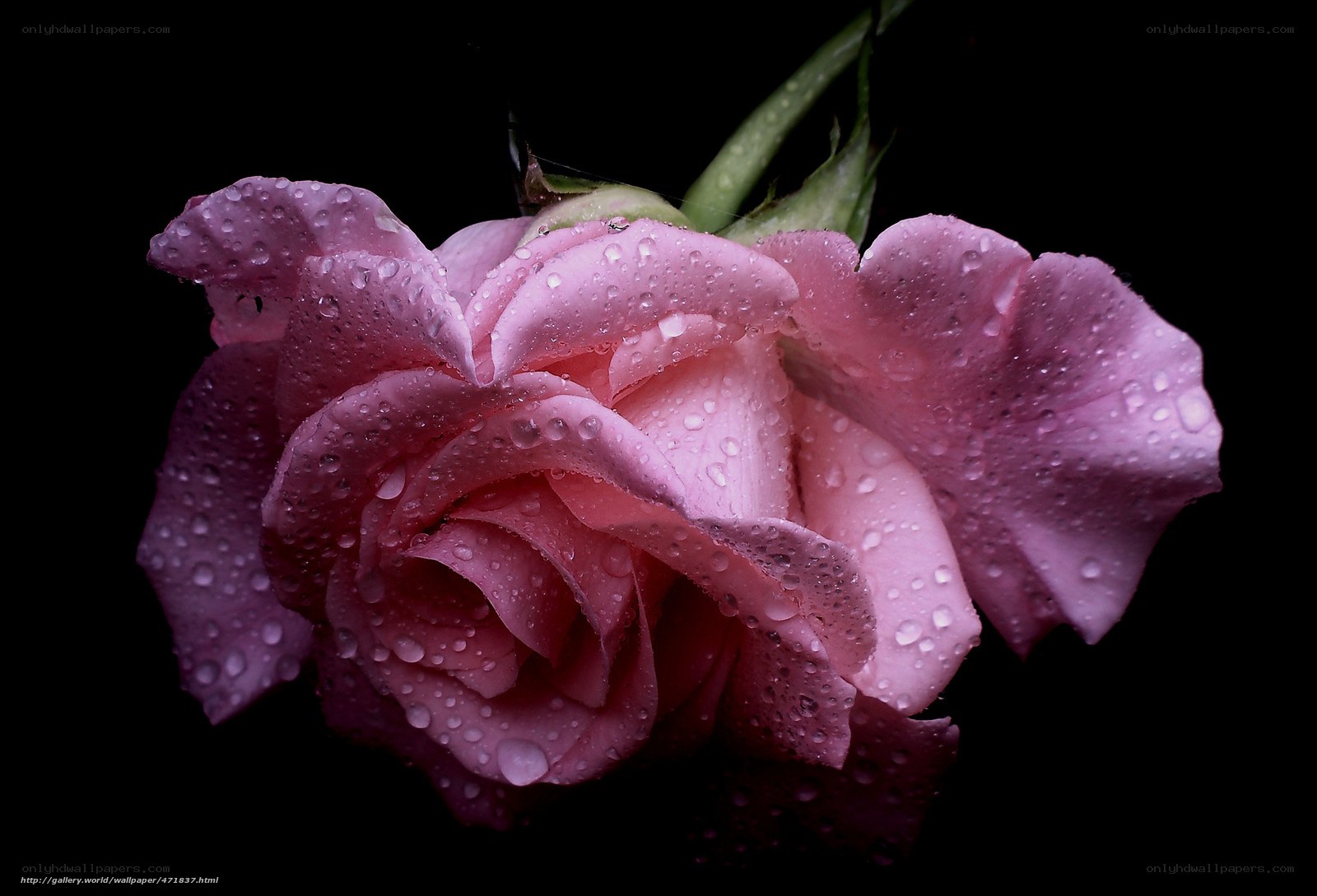 Pink rose with water droplets
