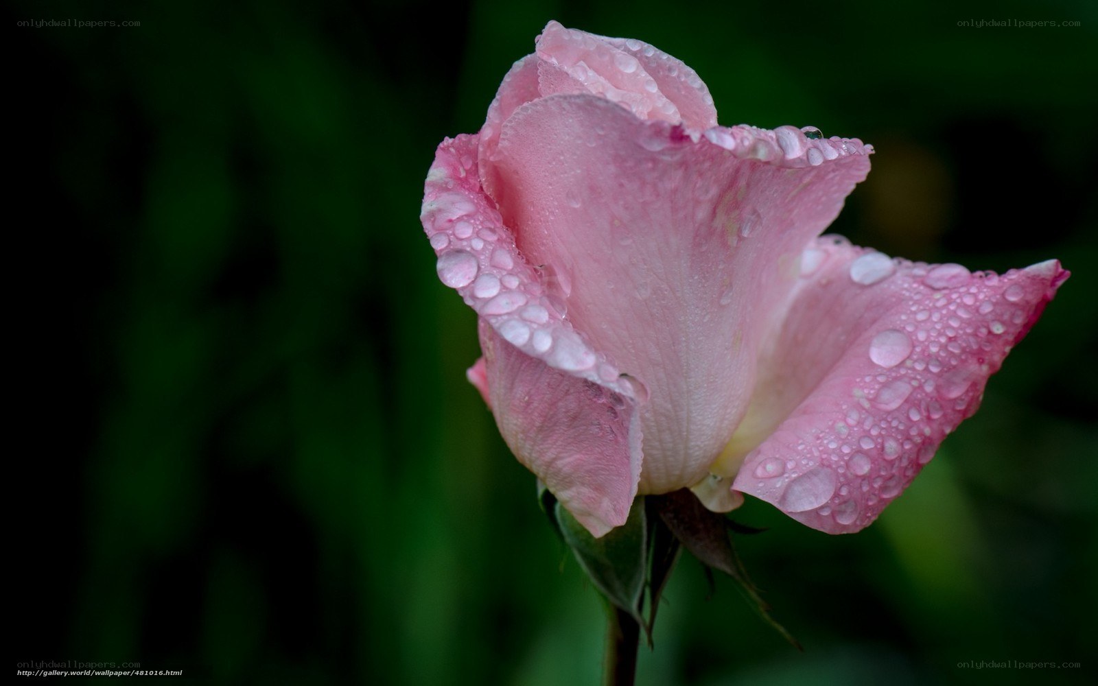 Pink rose with water droplets