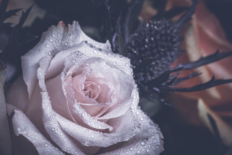 Pink rose with water droplets