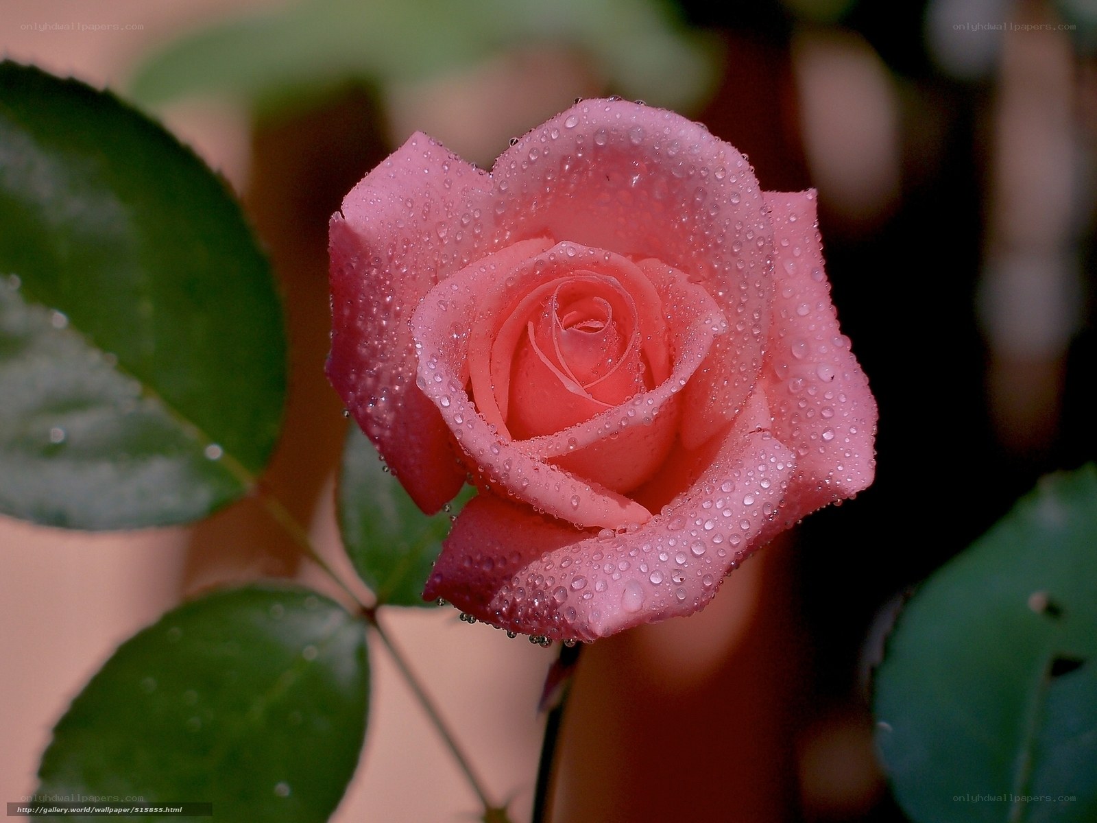 Pink rose with water droplets