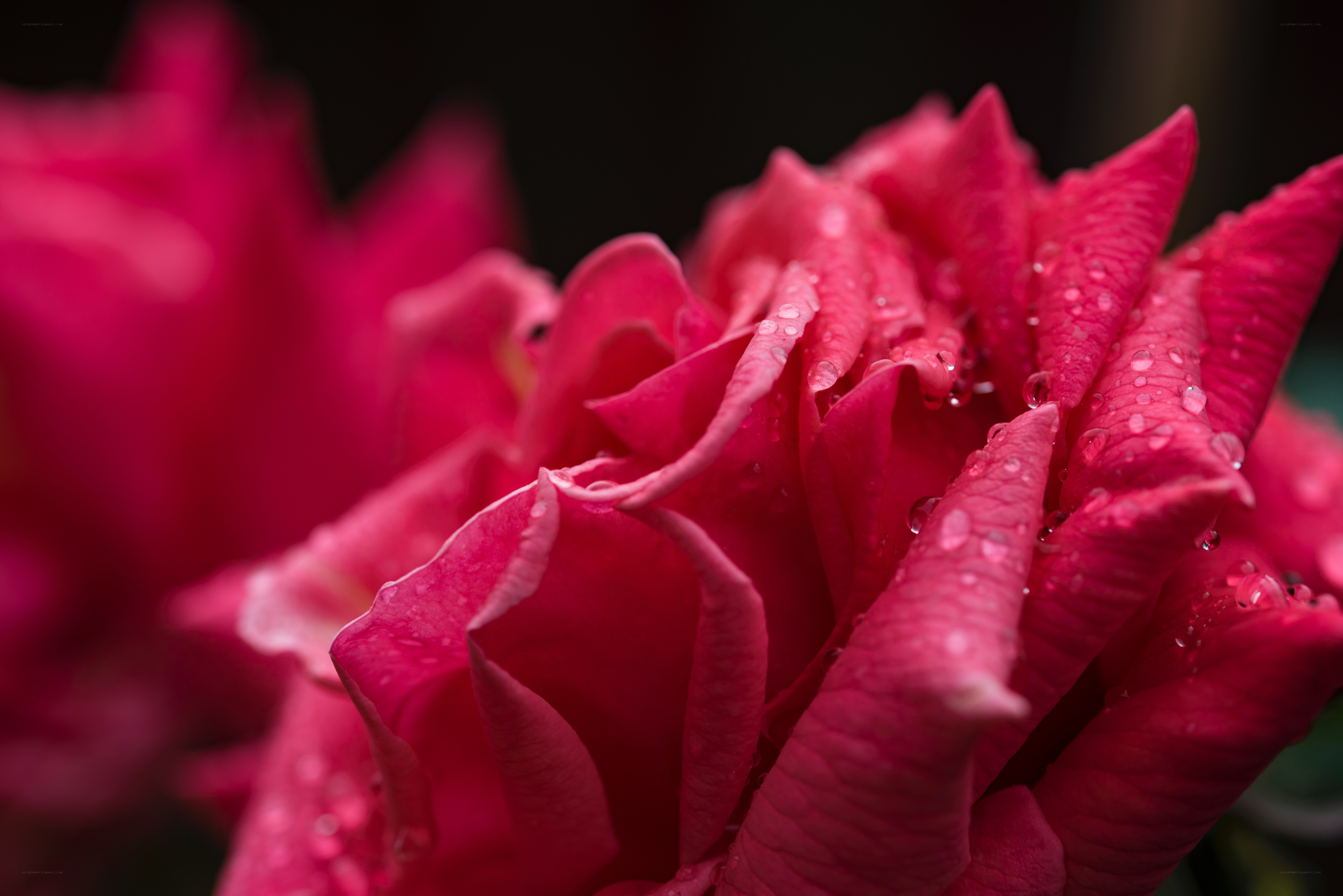 Pink rose with water droplets