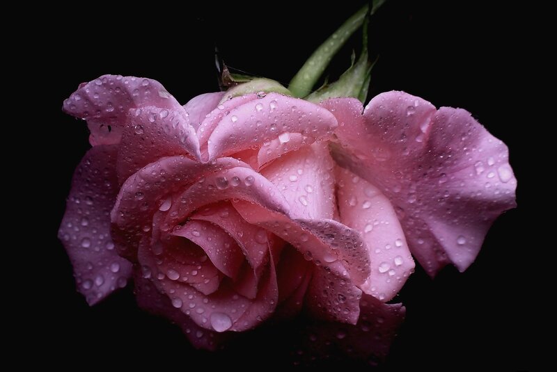 Pink rose with water droplets