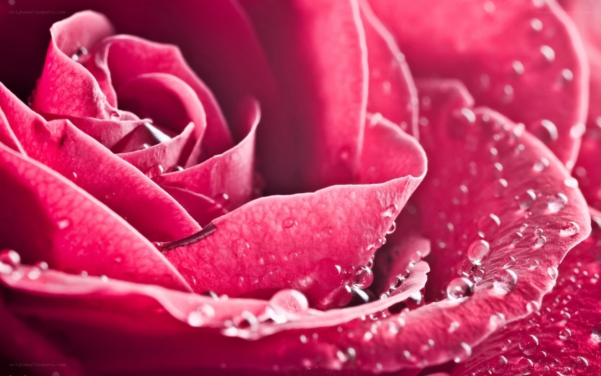 Pink rose with water droplets