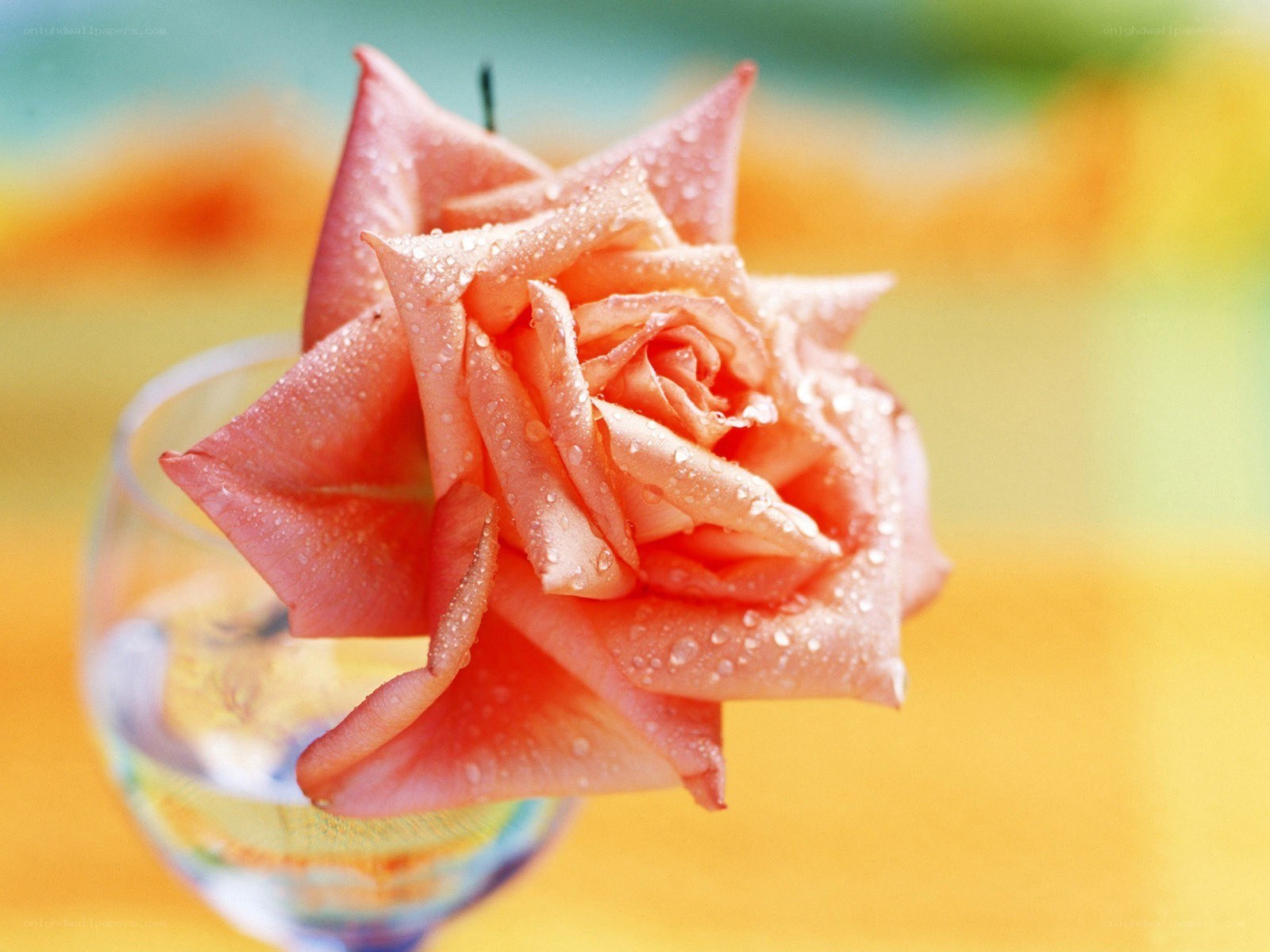 Pink rose with water droplets