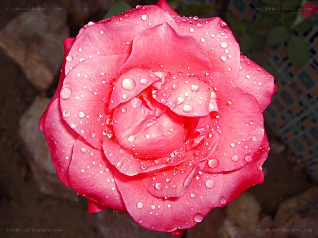 Pink rose with water droplets