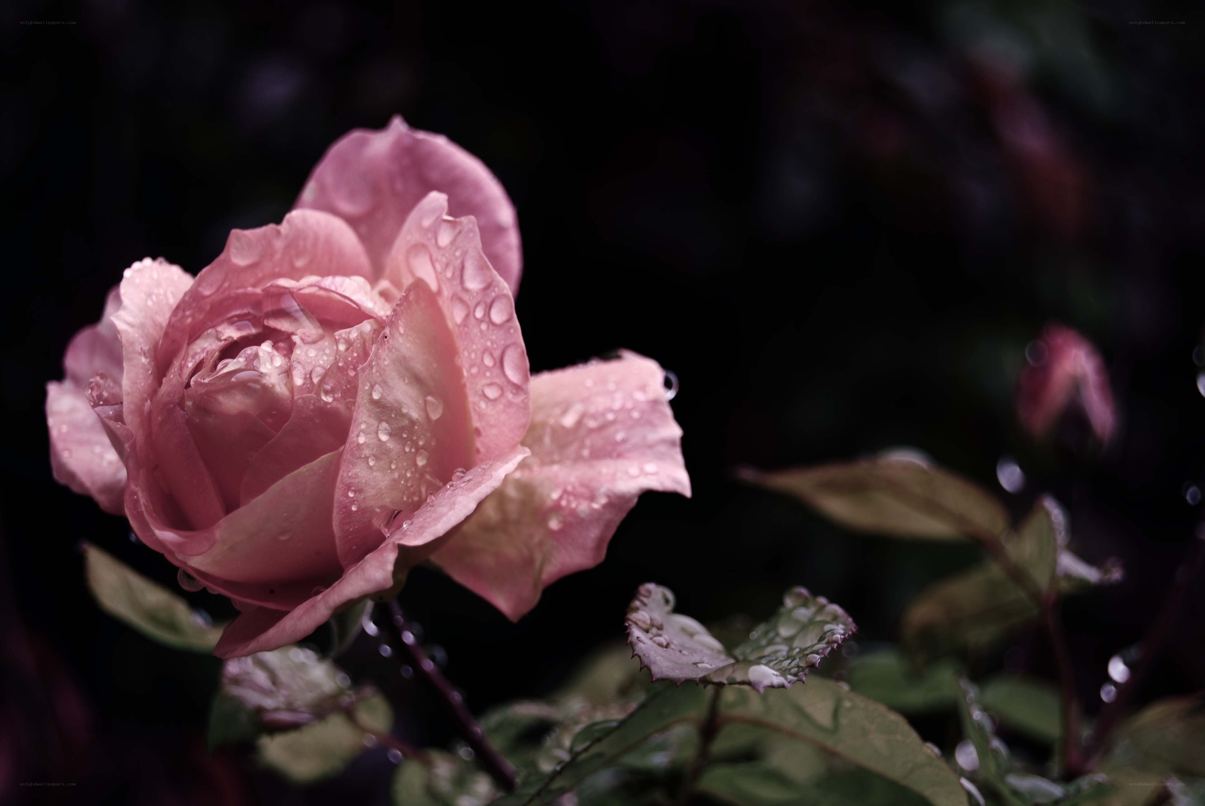Pink rose with water droplets