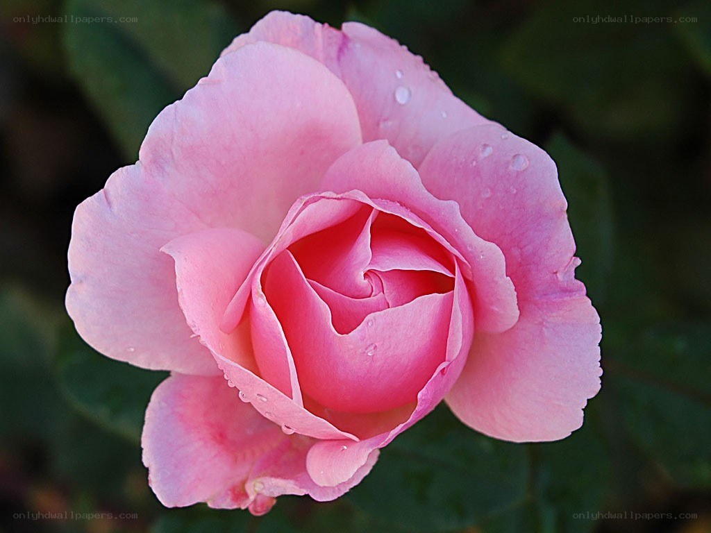 Pink rose with water droplets