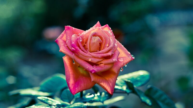 Pink rose with water droplets