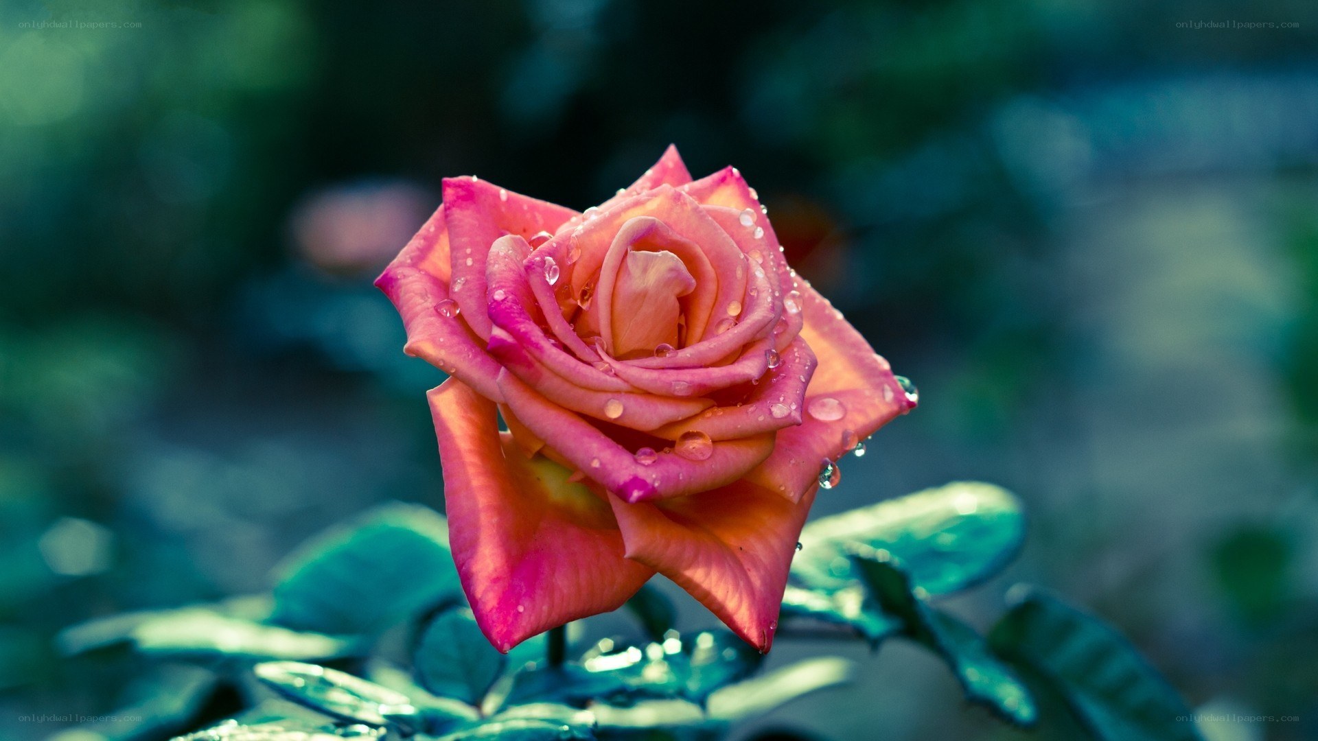 Pink rose with water droplets