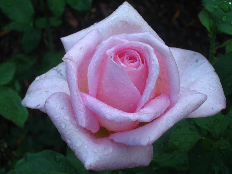 Pink rose with water droplets