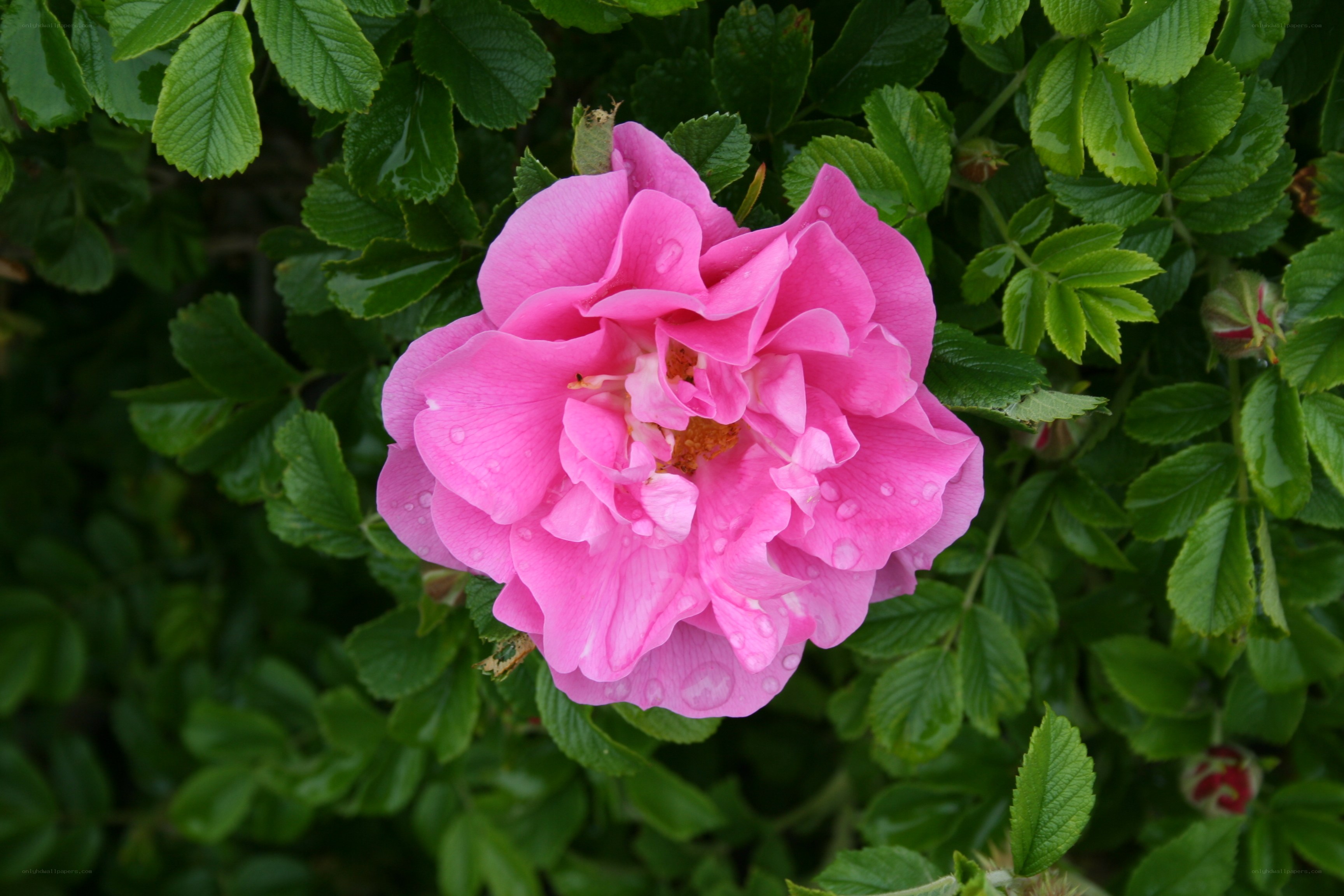 Pink rose with water droplets