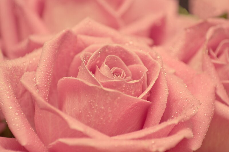 Pink rose with water droplets