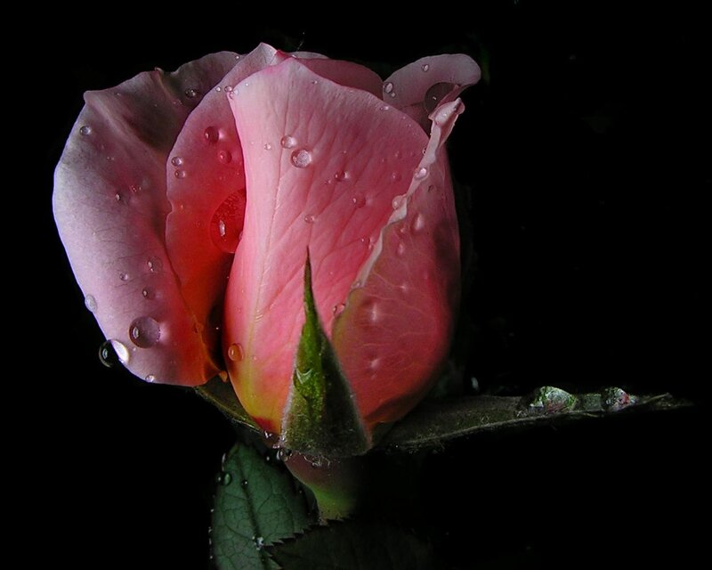 Pink rose with water droplets