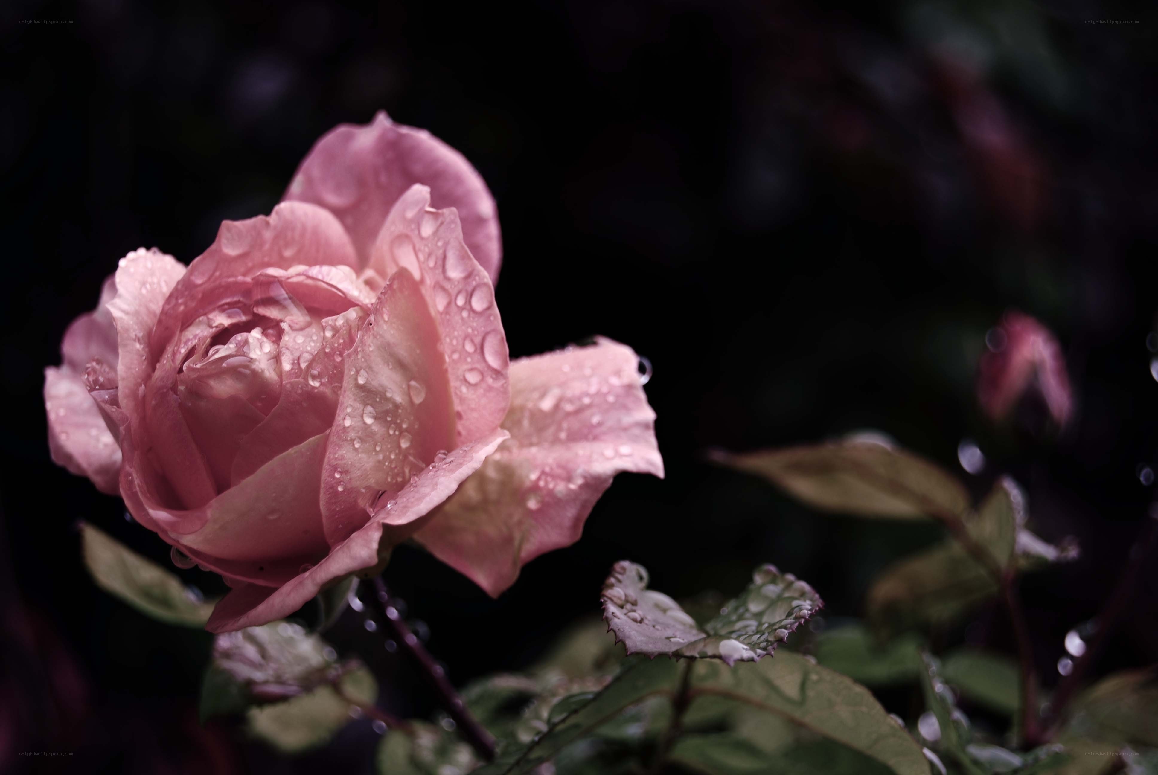 Pink rose with water droplets