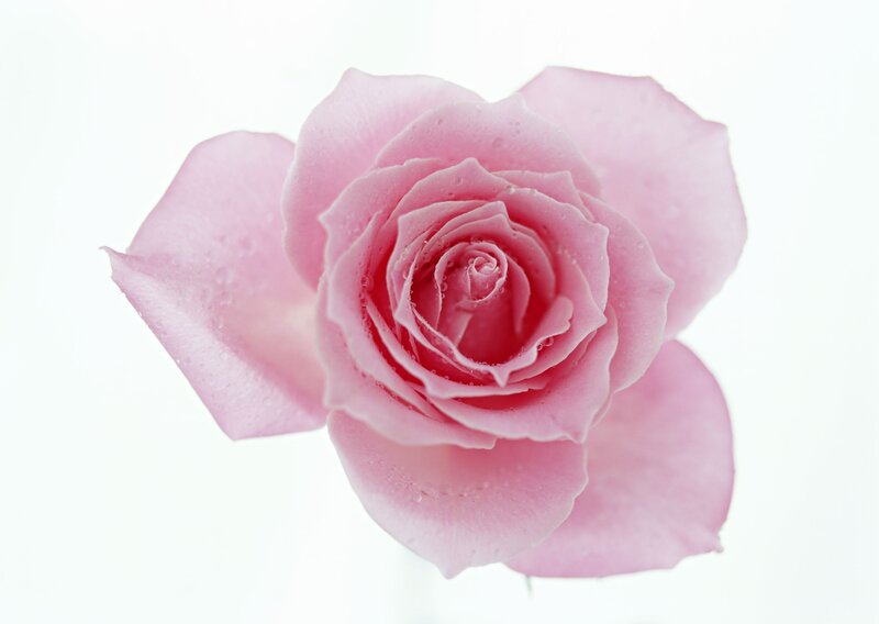 Pink rose with water droplets