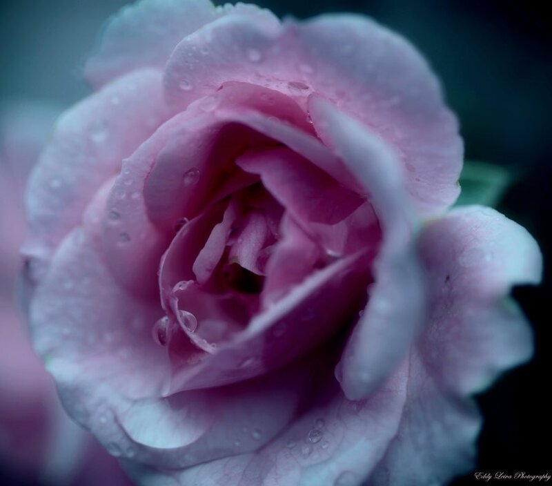 Pink rose with water droplets