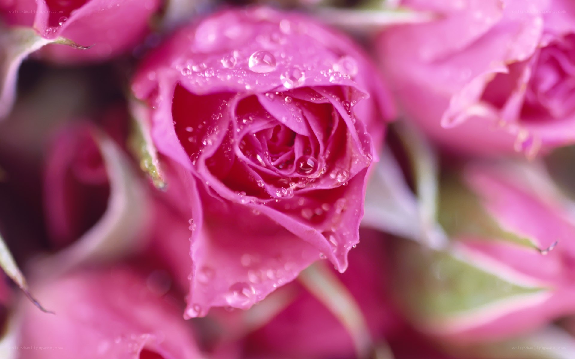 Pink rose with water droplets