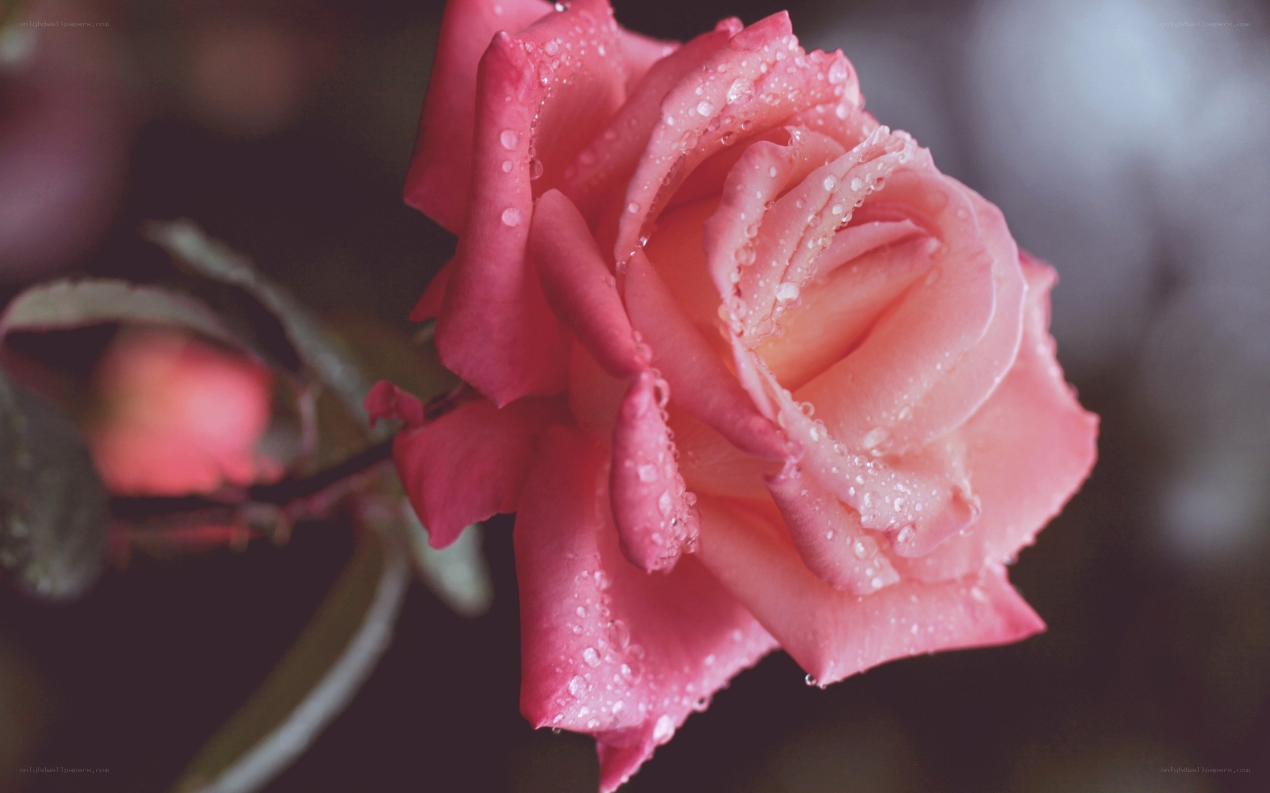pink rose with water droplets