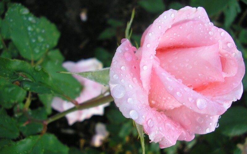 pink rose with water droplets