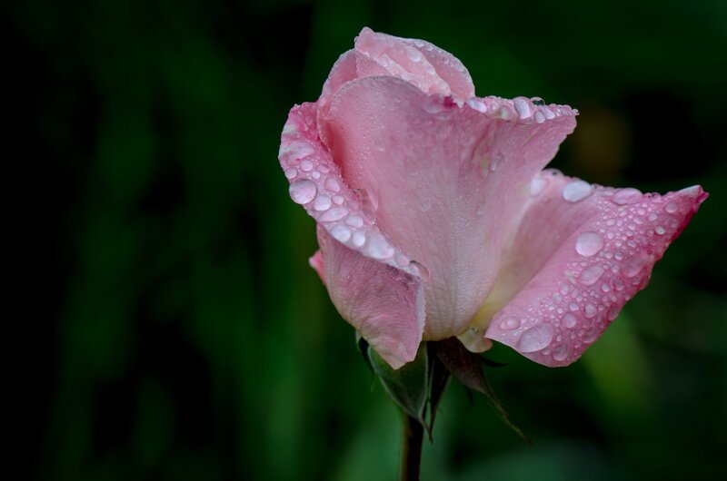 Pink rose with water droplets