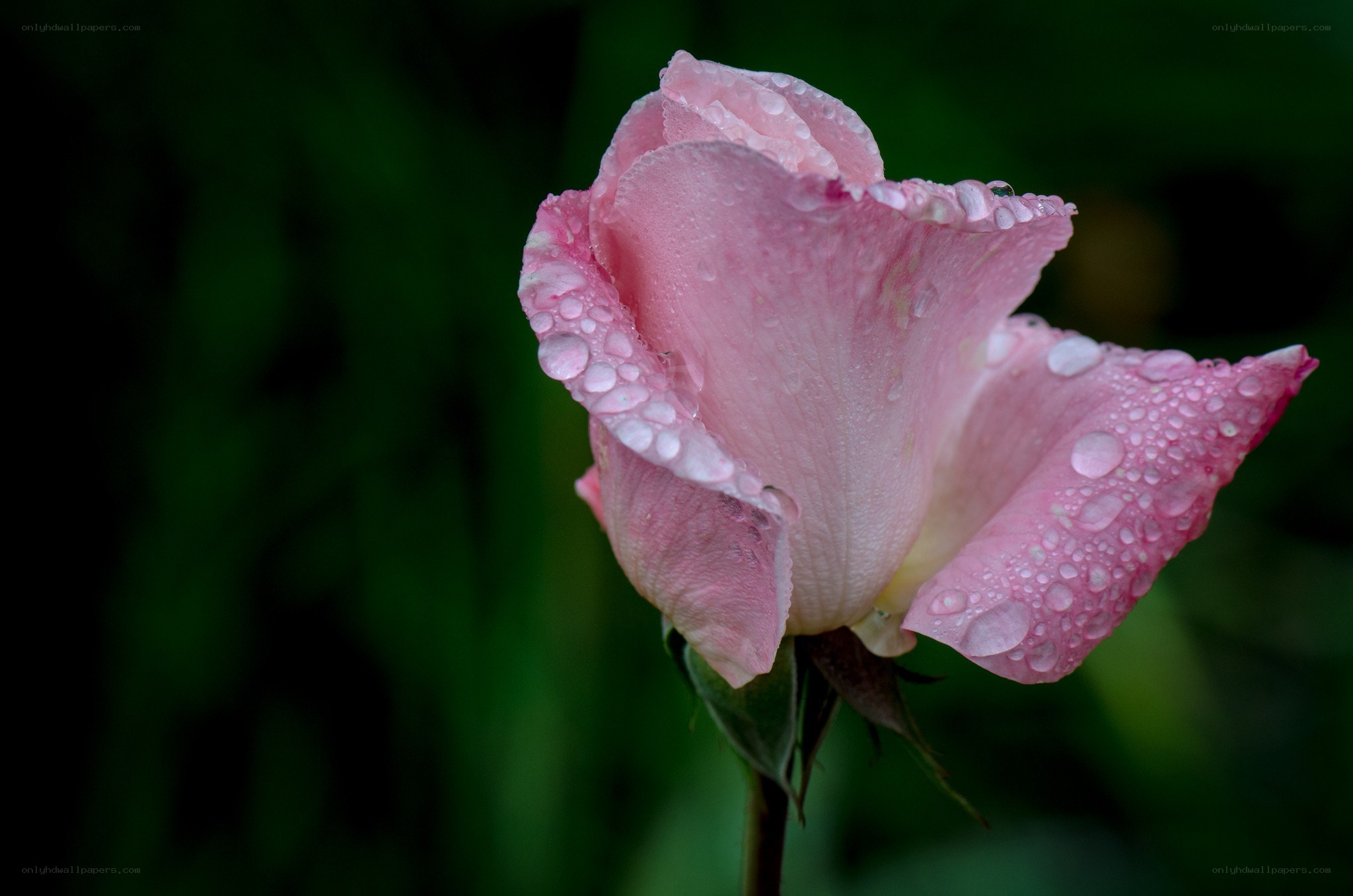 Pink rose with water droplets