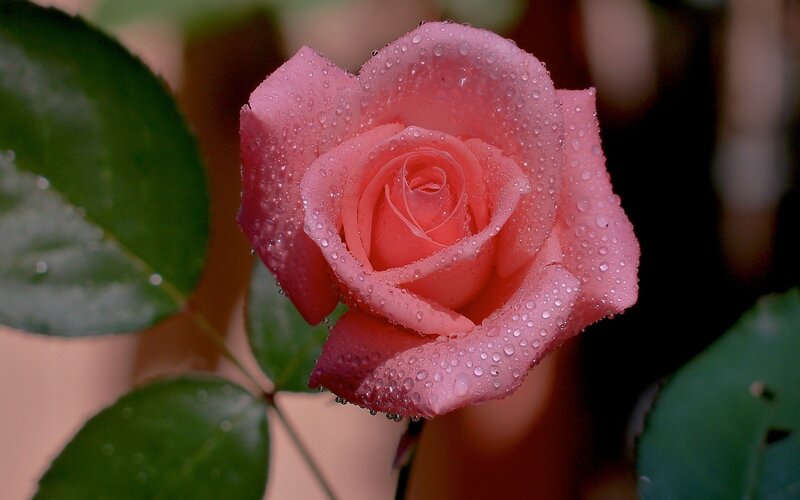 Pink rose with water droplets