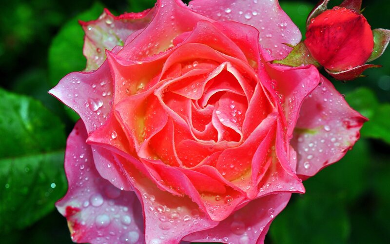 Pink rose with water droplets