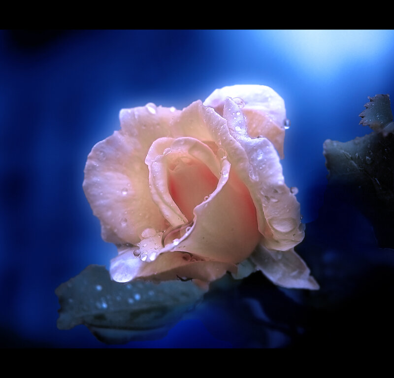 Pink Rose with Water Droplets — Blue, Dramatic