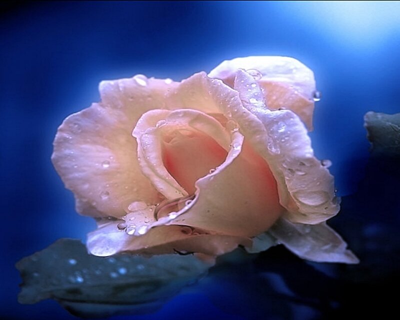 Pink Rose with Water Droplets — Blue