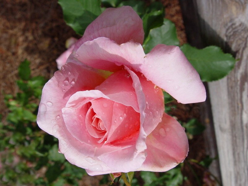 Pink Rose with Water Droplets — Calm, Afternoon, Photograph