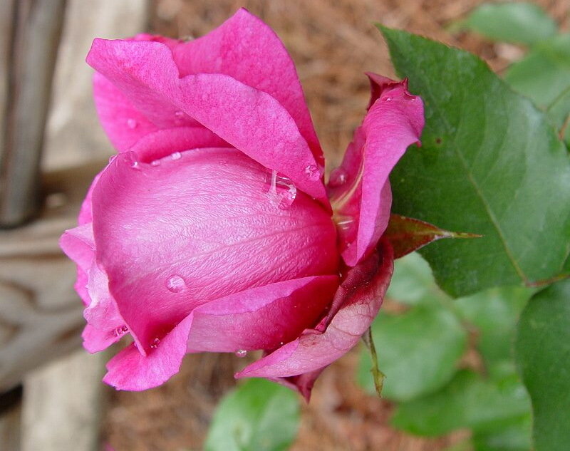Pink Rose with Water Droplets — Calm, Afternoon