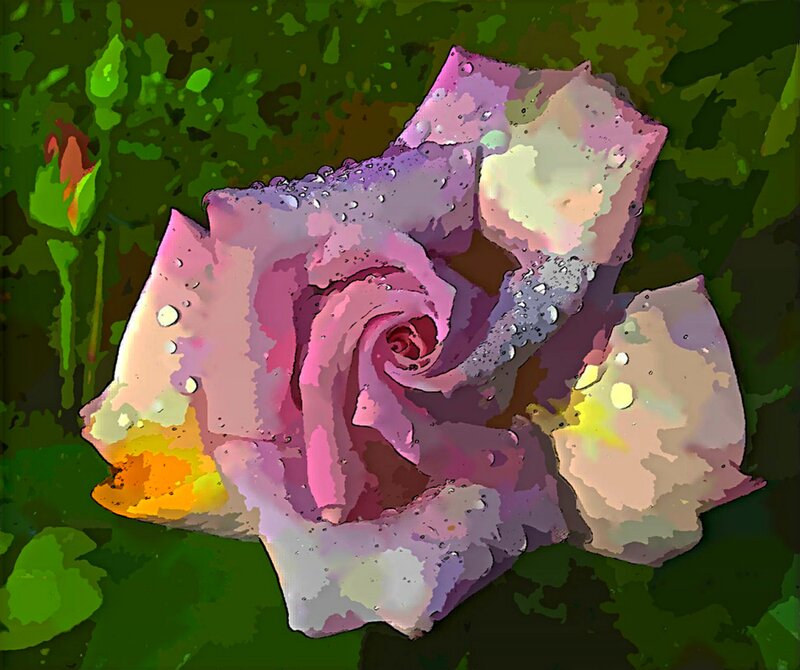 Pink Rose with Water Droplets — Calm, Digital Art