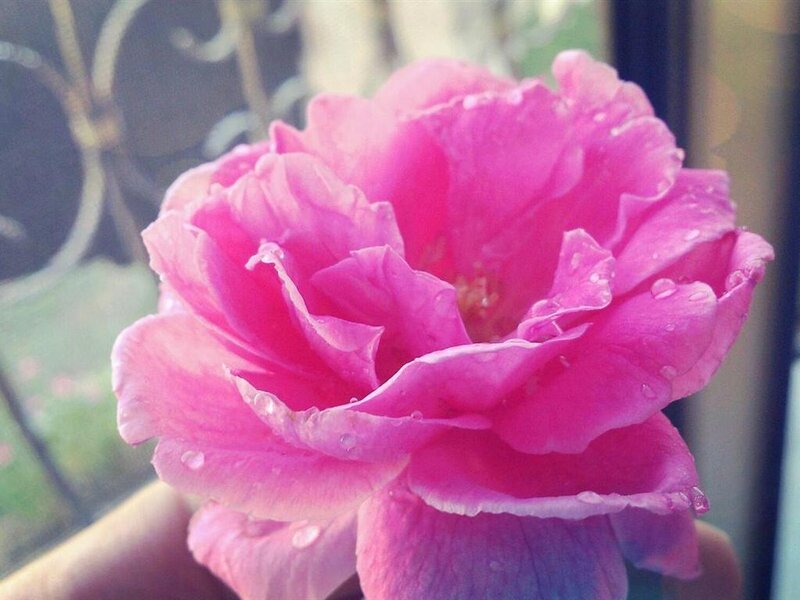 Pink Rose with Water Droplets — Calm, Morning, Photograph, Hand