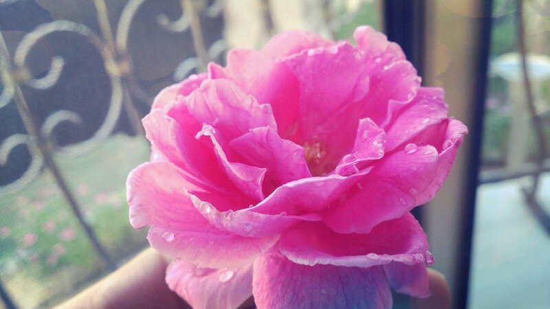 Pink Rose with Water Droplets — Calm, Morning, Photograph, Hand, Window