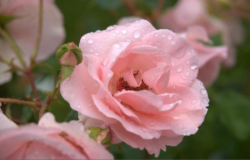 Pink Rose with Water Droplets — Calm, Morning, Photograph