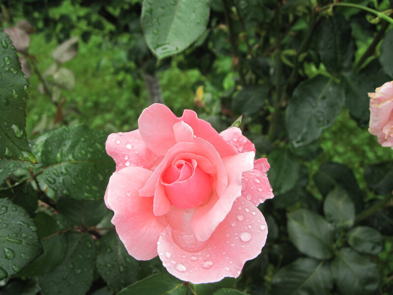 Pink Rose with Water Droplets — Calm, Morning
