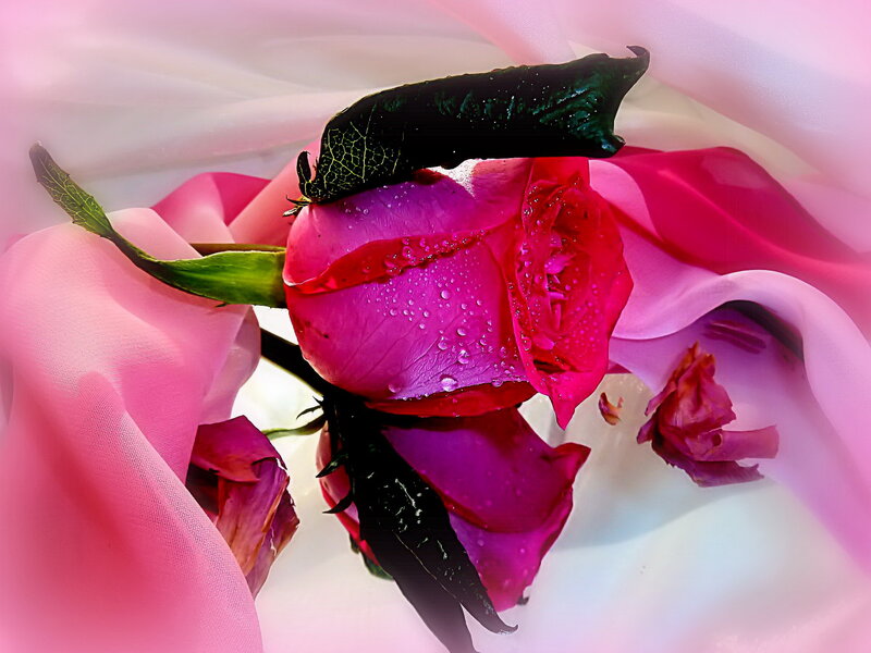 Pink Rose with Water Droplets — Calm, Photograph, Leaf