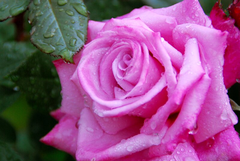 Pink Rose with Water Droplets — Calm, Photograph, Leaf, Water Droplets